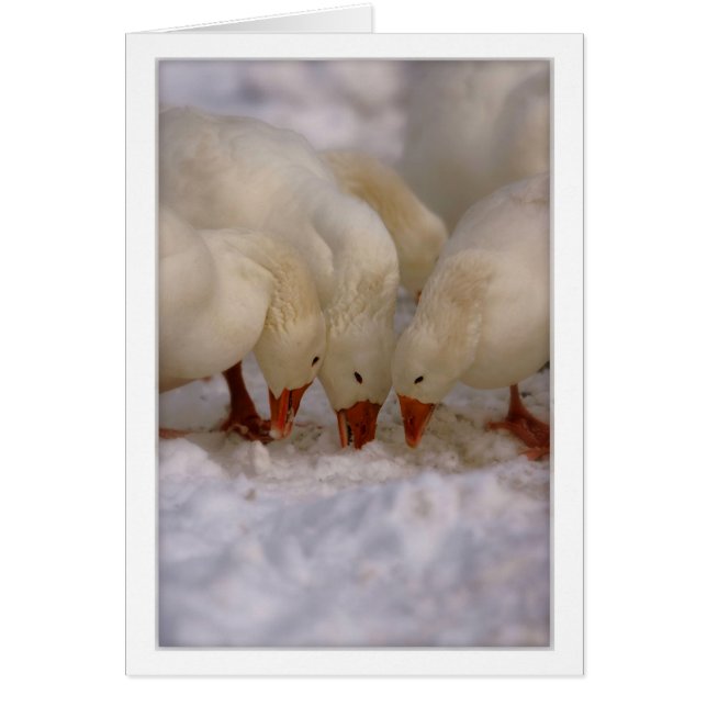 Cartão de alimentação de Snow Geese (Frente)