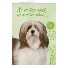 Cartão de Amor e Suporte do Apso Lhasa
