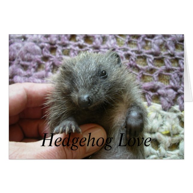 Cartão de Amor Hedgehog (Frente Horizontal)