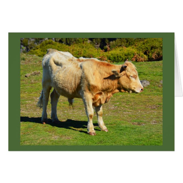 Cartão de animais Bull na Madeira (Frente Horizontal)