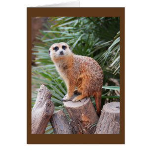 Cartão de animais Meerkat