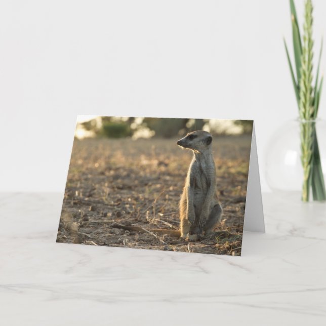 Cartão de aniversário 1 de Zaphod 12o (Frente)