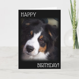 Cartão de Aniversário A1 para Cachorro Aussie