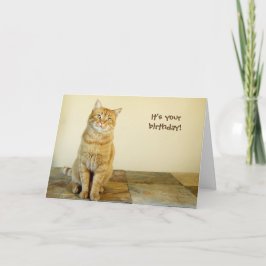 Cartão de aniversário alaranjado do gato malhado