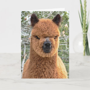 Cartão de Aniversário Alpaca