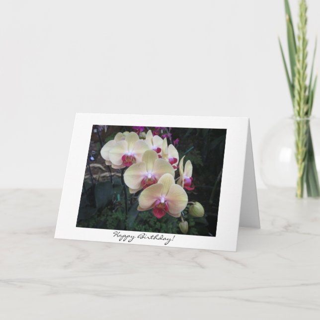 Cartão de aniversário bonito da orquídea (Frente)