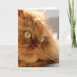 CARTÃO DE ANIVERSÁRIO BONITO DE GATO DE LARANJA PE