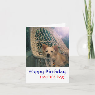 Cartão de Aniversário Border Collie