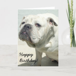 Cartão de aniversário Bulldog Branco Feliz Anivers
