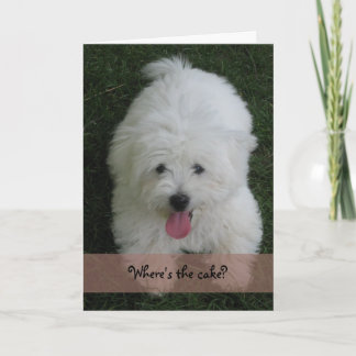 Cartão de aniversário--Cão do algodão