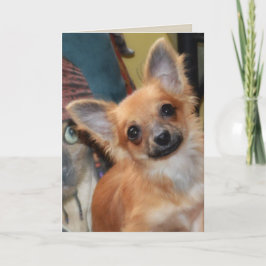Cartão de Aniversário | Chihuahua Puppy Chi Chi Dy