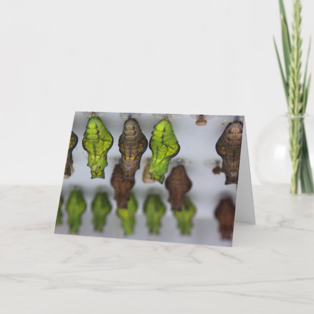 Cartão de Aniversário Chrysalis (Frente)