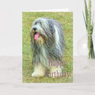Cartão de Aniversário Collie