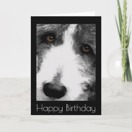 Cartão de Aniversário Collie Eyes