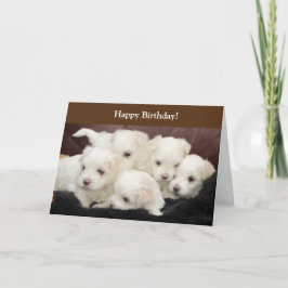 Cartão de aniversário com fotografia de filhotes