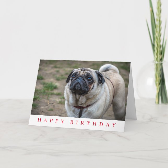 Cartão de aniversário com pug de perto (Frente)