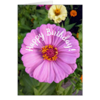 Cartão de Aniversário da Flor Zinnia Rosa Elegante