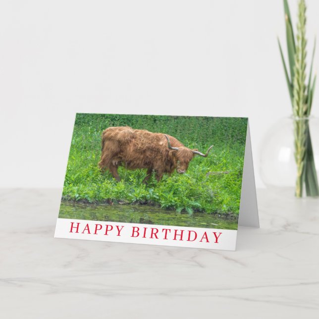 Cartão de aniversário da Highland Cow (Frente)