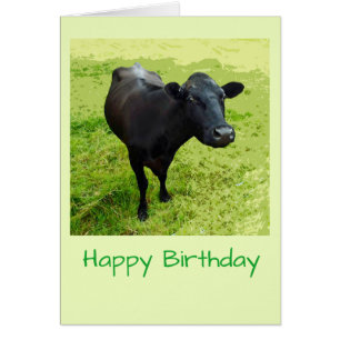 Cartão de aniversário da vaca de Aberdeen Angus