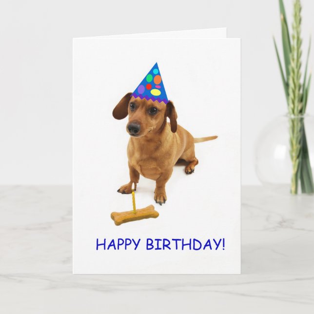 Cartão de aniversário Dachshund por foco para uma  (Frente)