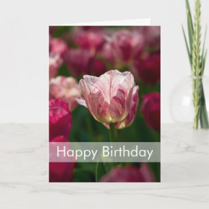 Cartão de aniversário das tulipas