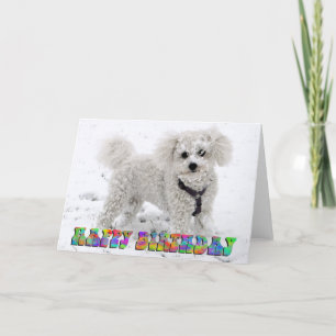 Cartão de aniversário de Bichon Frise