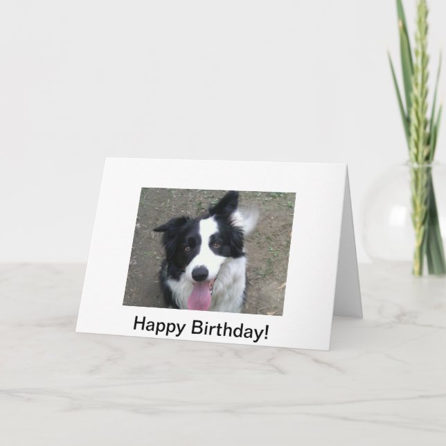 Cartão de aniversário de border collie (Frente)