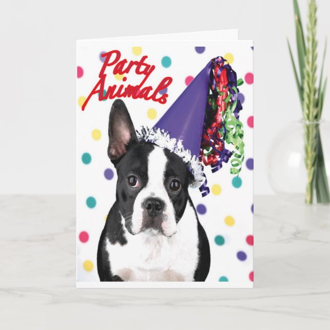 Cartão de Aniversário de Boston Terrier (Frente)