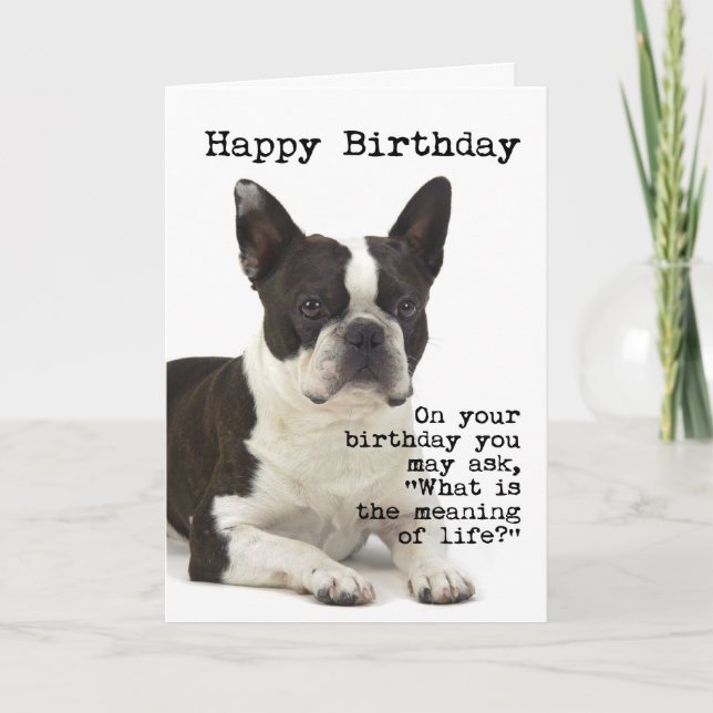 Cartão de aniversário de Boston Terrier (Frente)