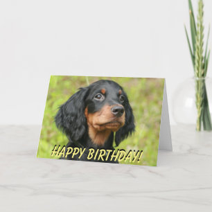 Cartão de aniversário de cachorrinho Gordon Setter