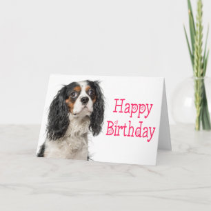 Cartão de aniversário de cachorro King Charles Cav
