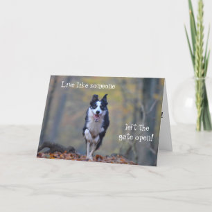 Cartão de aniversário de cão Feliz Border Collie