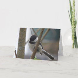 Cartão de Aniversário de Chickadee