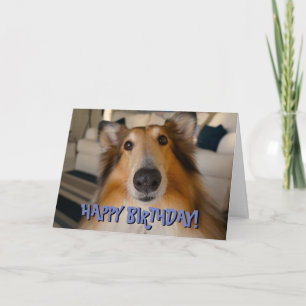 Cartão de aniversário de collie engraçado bonit
