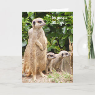 Cartão de aniversário de gangue Meerkat