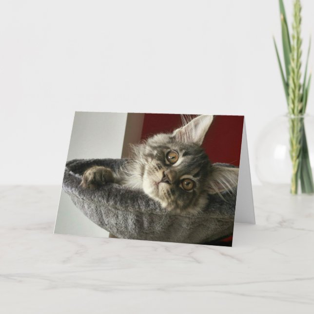 Cartão de Aniversário de Gatinho Maine Coon (Frente)
