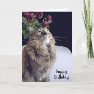 Cartão de Aniversário de Gato de Maine Coon