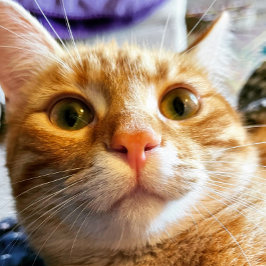 Cartão de Aniversário de Gato Engraçado