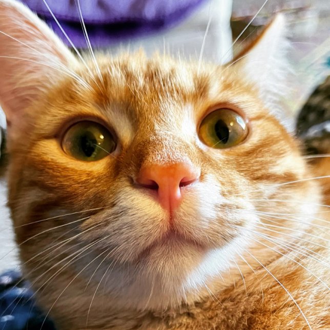 Cartão de Aniversário de Gato Engraçado (Criador carregado)