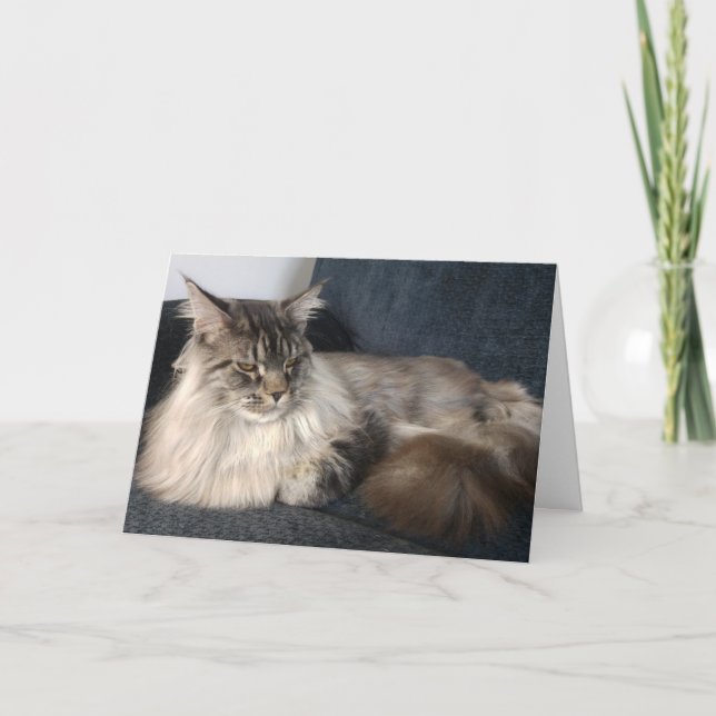 Cartão de Aniversário de Gato Maine Coon (Frente)