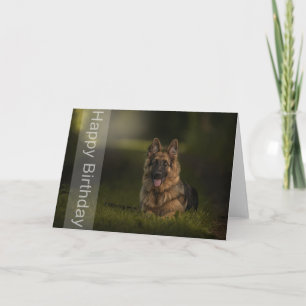 cartão de aniversário de german shepherd