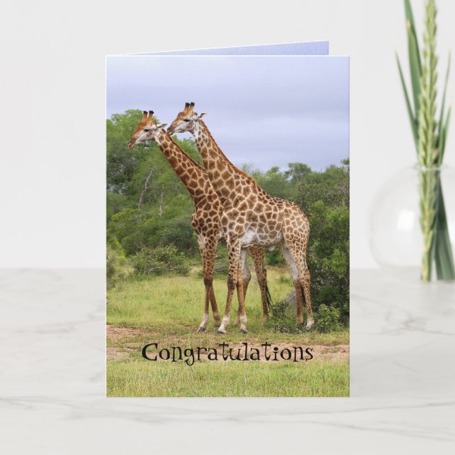 Cartão de Aniversário de Girafas (Frente)