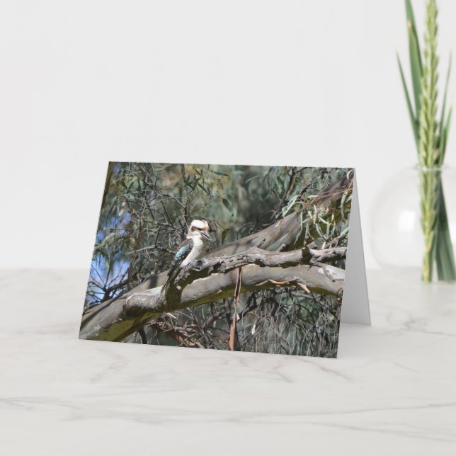 Cartão de aniversário de Kookaburra (Frente)