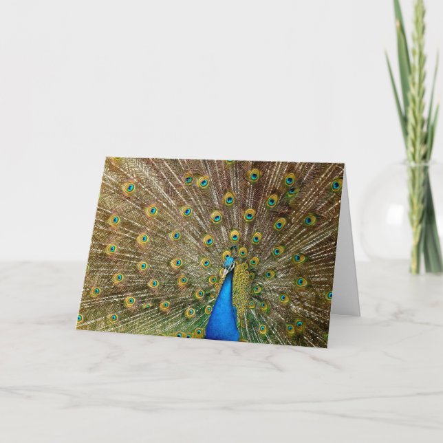 Cartão de Aniversário de Peacock (Frente)