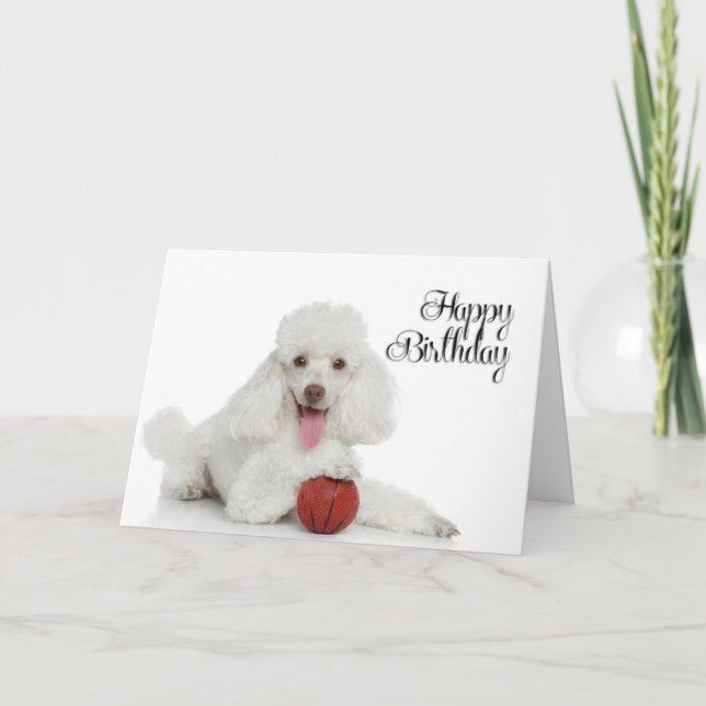 Cartão de Aniversário de Poodle (Frente)
