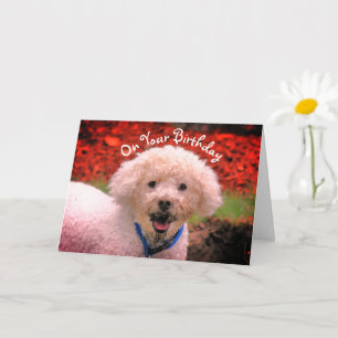 Cartão de Aniversário De Poodle Enfrentado Com Lam