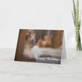 Cartão de aniversário de Ragdoll