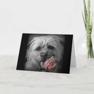 Cartão de aniversário de Terrier de beira