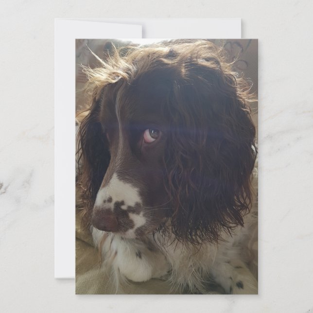 Cartão de aniversário de vazio 5x7 (Frente)