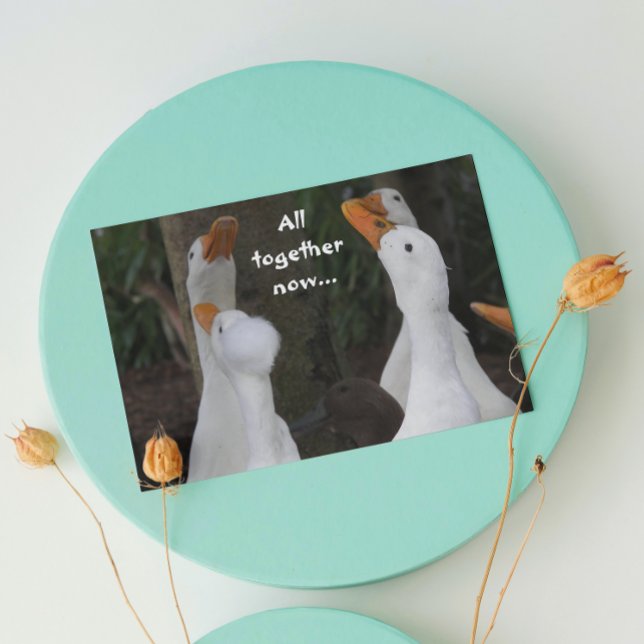 Cartão de Aniversário Divertido com Foto de Patos  (In Situ)